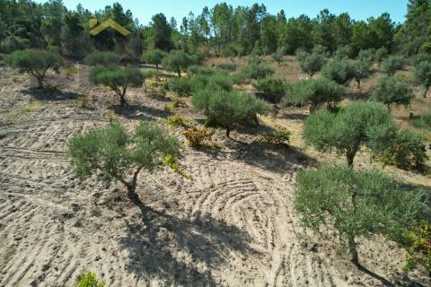 Terreno Rústico  Venda em Salgueiro do Campo,Castelo Branco