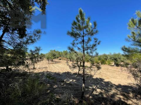 Quintinha  Venda em Freixial e Juncal do Campo,Castelo Branco