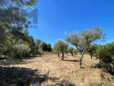 Quintinha  Venda em Freixial e Juncal do Campo,Castelo Branco