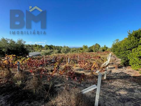 Quintinha  Venda em Freixial e Juncal do Campo,Castelo Branco