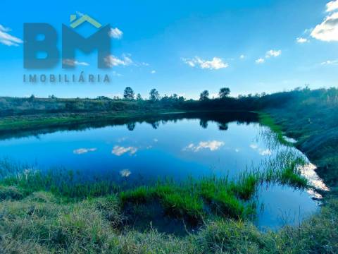 Terreno Rústico  Venda em Cebolais de Cima e Retaxo,Castelo Branco