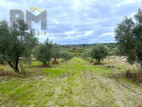 Quinta  Venda em São Miguel de Acha,Idanha-a-Nova