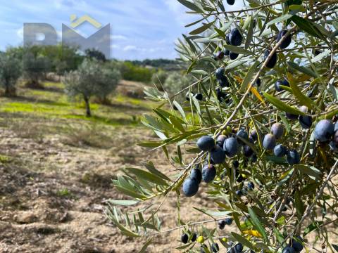 Quinta  Venda em São Miguel de Acha,Idanha-a-Nova