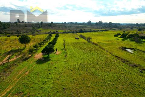 Terreno Rústico  Venda em Escalos de Baixo e Mata,Castelo Branco