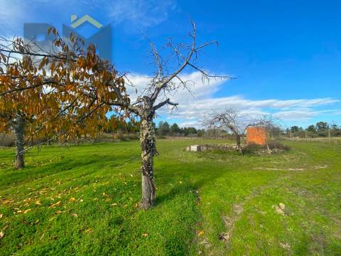 Terreno Rústico  Venda em Escalos de Baixo e Mata,Castelo Branco