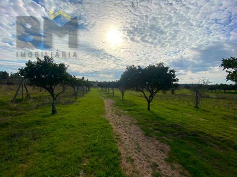 Terreno Rústico  Venda em Escalos de Baixo e Mata,Castelo Branco