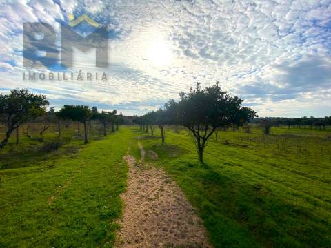 Terreno Rústico  Venda em Escalos de Baixo e Mata,Castelo Branco