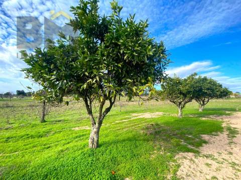 Terreno Rústico  Venda em Escalos de Baixo e Mata,Castelo Branco