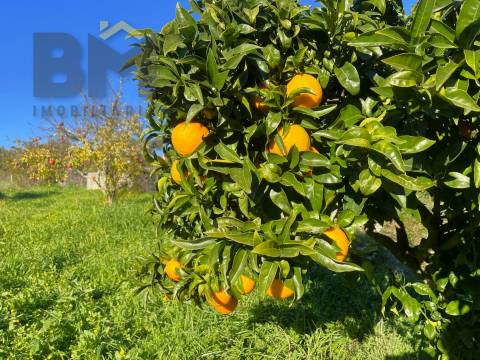 Quintinha  Venda em Perais,Vila Velha de Rodão