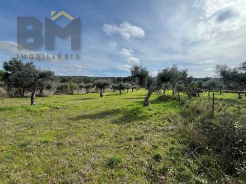 Terreno Rústico  Venda em Freixial e Juncal do Campo,Castelo Branco