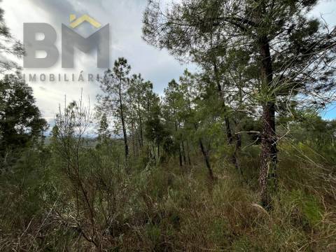 Terreno Rústico  Venda em Freixial e Juncal do Campo,Castelo Branco