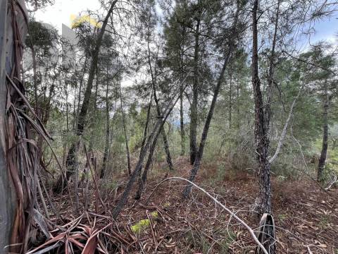 Terreno Rústico  Venda em Freixial e Juncal do Campo,Castelo Branco