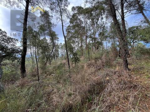 Terreno Rústico  Venda em Freixial e Juncal do Campo,Castelo Branco