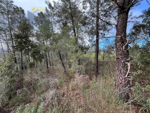 Terreno Rústico  Venda em Freixial e Juncal do Campo,Castelo Branco