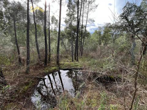 Terreno Rústico  Venda em Freixial e Juncal do Campo,Castelo Branco