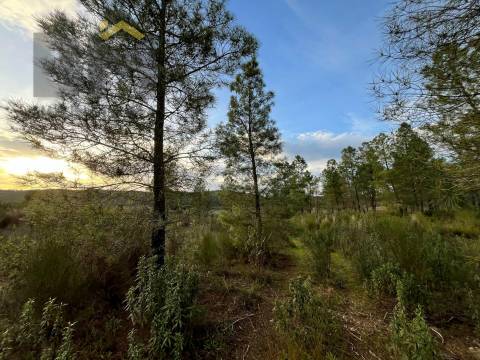 Terreno Rústico  Venda em Freixial e Juncal do Campo,Castelo Branco