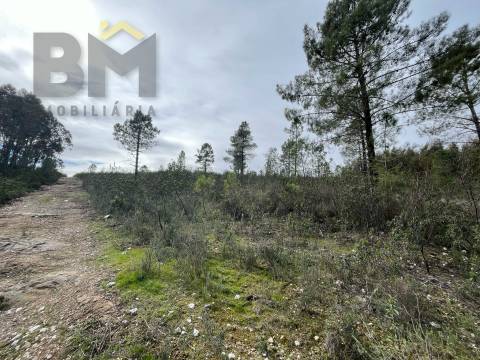 Terreno Rústico  Venda em Salgueiro do Campo,Castelo Branco