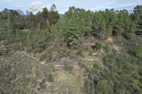 Terreno Rústico  Venda em Salgueiro do Campo,Castelo Branco