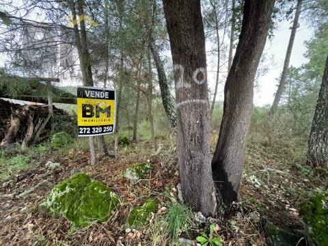 Terreno Rústico  Venda em Salgueiro do Campo,Castelo Branco