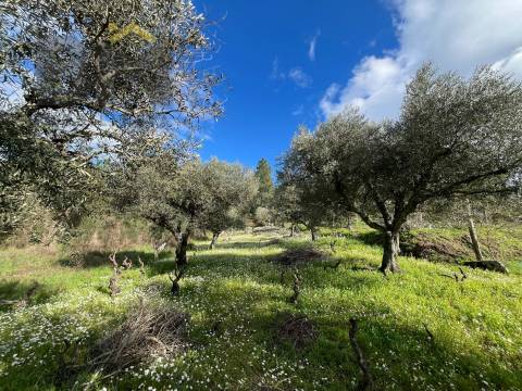 Terreno Rústico  Venda em Salgueiro do Campo,Castelo Branco