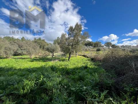 Terreno Rústico  Venda em Salgueiro do Campo,Castelo Branco