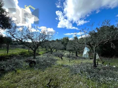Terreno Rústico  Venda em Salgueiro do Campo,Castelo Branco