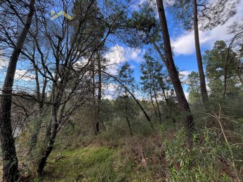 Terreno Rústico  Venda em Salgueiro do Campo,Castelo Branco