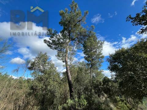 Terreno Rústico  Venda em Salgueiro do Campo,Castelo Branco