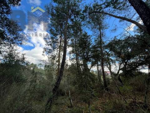 Terreno Rústico  Venda em Salgueiro do Campo,Castelo Branco