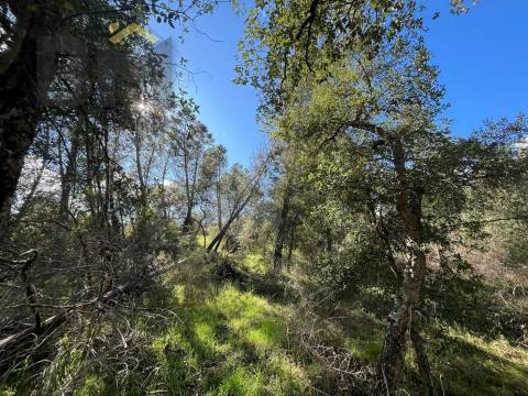 Terreno Rústico  Venda em Salgueiro do Campo,Castelo Branco