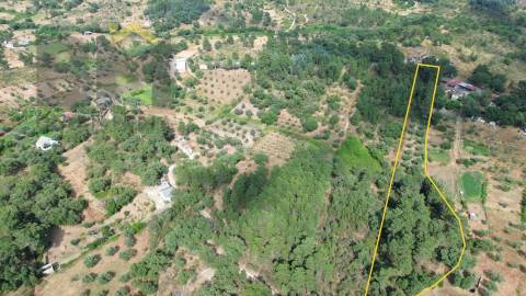 Terreno Rústico  Venda em Salgueiro do Campo,Castelo Branco