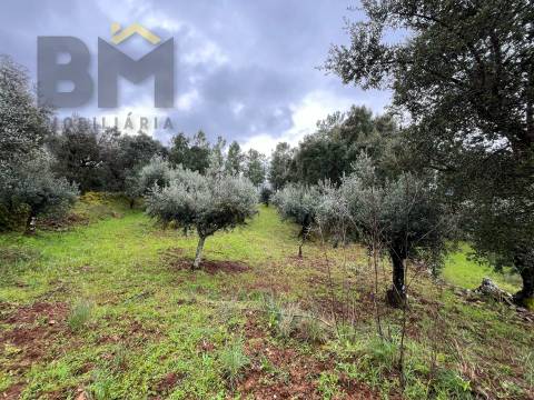 Terreno Rústico  Venda em Freixial e Juncal do Campo,Castelo Branco