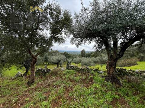 Terreno Rústico  Venda em Freixial e Juncal do Campo,Castelo Branco