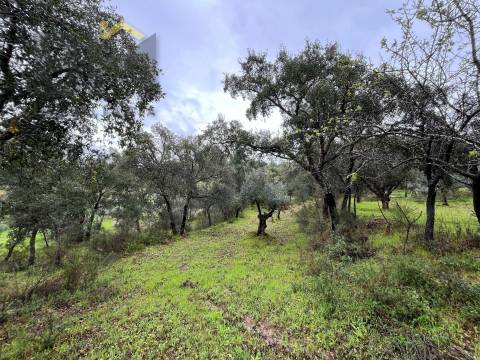 Terreno Rústico  Venda em Freixial e Juncal do Campo,Castelo Branco