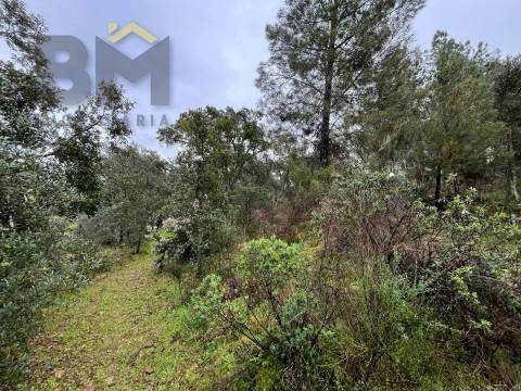 Terreno Rústico  Venda em Freixial e Juncal do Campo,Castelo Branco