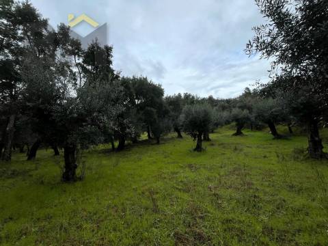 Terreno Rústico  Venda em Freixial e Juncal do Campo,Castelo Branco