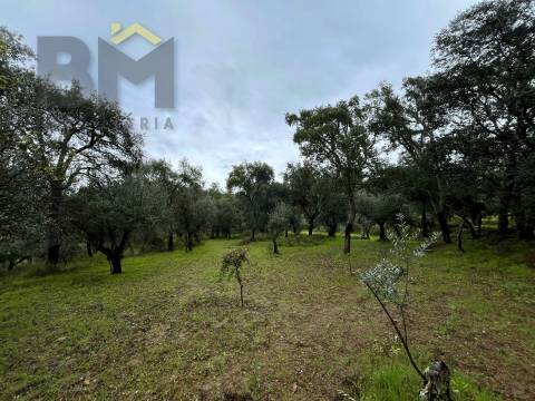 Terreno Rústico  Venda em Freixial e Juncal do Campo,Castelo Branco
