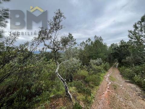 Terreno Rústico  Venda em Freixial e Juncal do Campo,Castelo Branco
