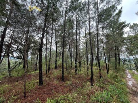 Terreno Rústico  Venda em Freixial e Juncal do Campo,Castelo Branco