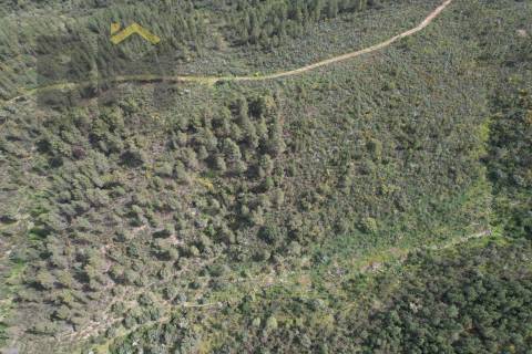 Terreno Rústico  Venda em Salgueiro do Campo,Castelo Branco
