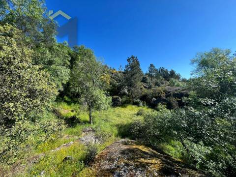 Terreno Rústico  Venda em Salgueiro do Campo,Castelo Branco