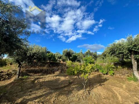 Terreno Rústico  Venda em Freixial e Juncal do Campo,Castelo Branco