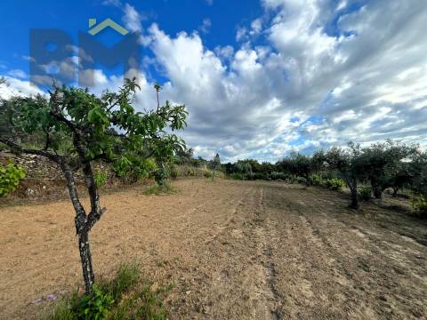 Terreno Rústico  Venda em Freixial e Juncal do Campo,Castelo Branco
