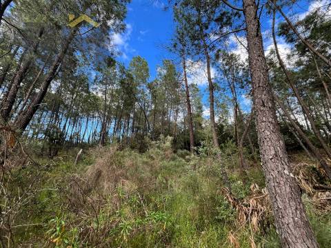 Terreno Rústico  Venda em Freixial e Juncal do Campo,Castelo Branco