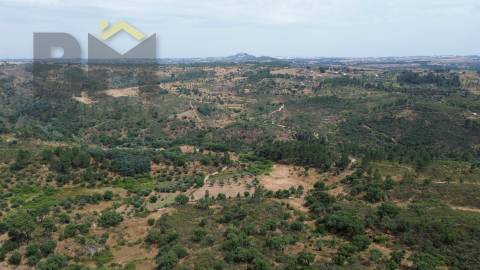 Terreno Rústico  Venda em Salgueiro do Campo,Castelo Branco