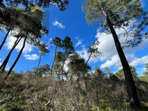 Terreno Rústico  Venda em Salgueiro do Campo,Castelo Branco
