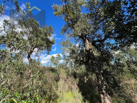 Terreno Rústico  Venda em Salgueiro do Campo,Castelo Branco