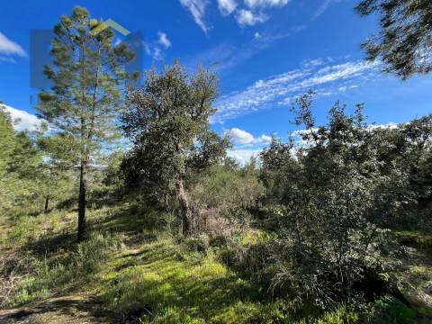 Terreno Rústico  Venda em Salgueiro do Campo,Castelo Branco