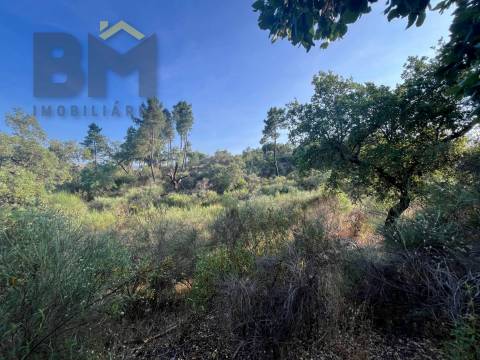 Terreno Rústico  Venda em Salgueiro do Campo,Castelo Branco