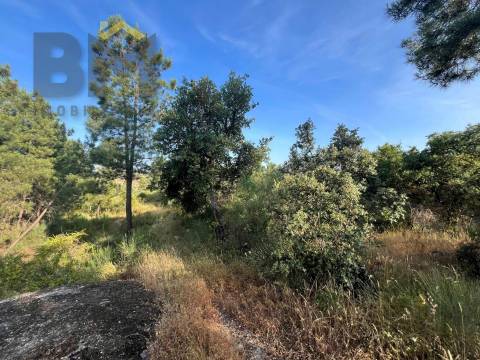 Terreno Rústico  Venda em Salgueiro do Campo,Castelo Branco
